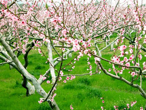 桃の花　.jpg